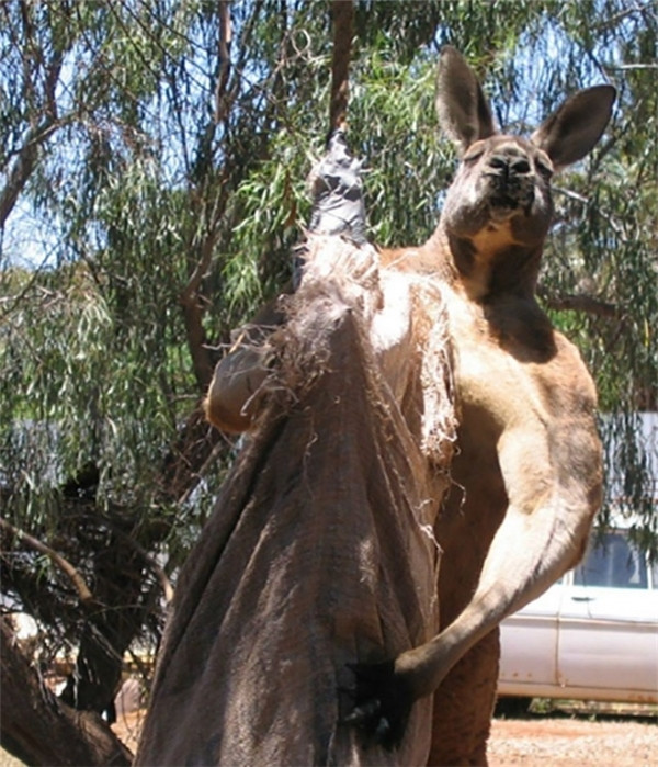 Do hình thể quá rắn chắc nên vẻ ngoài của chú kangaroo này trông cũng đáng sợ hơn nhiều. Do hình thể quá rắn chắc nên vẻ ngoài của chú kangaroo này trông cũng đáng sợ hơn nhiều.