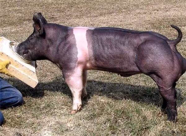 Nhiều người hài hước đùa rằng, chắc hẳn chú lợn đã tốn nhiều thời gian trong 