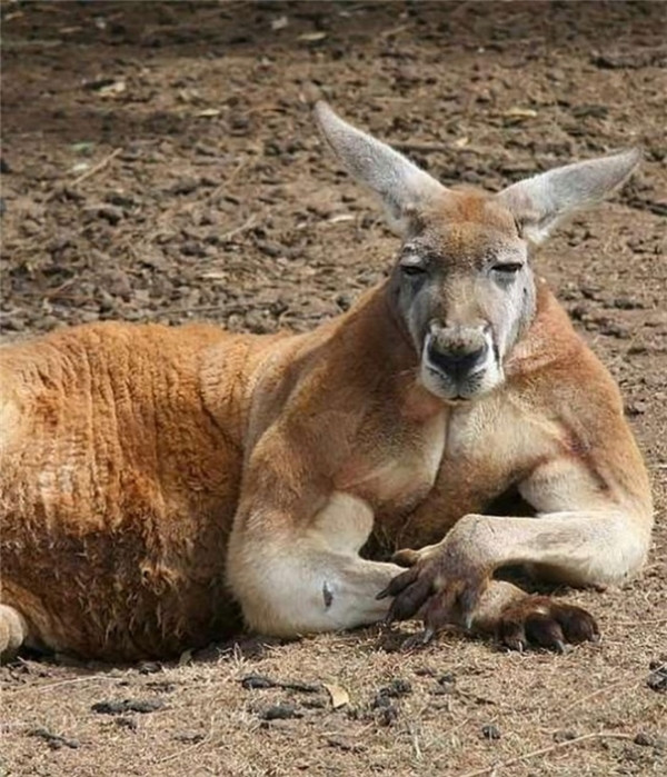 Một con kangaroo sở hữu lồng ngực cực săn chắc và lực lưỡng. Một con kangaroo sở hữu lồng ngực cực săn chắc và lực lưỡng.