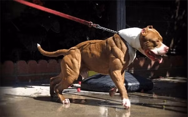 Nhiều người đoán già đoán non rằng có lẽ chủ nhân của chú cún này chính là ông chủ phòng tập thể thao thì mới rèn luyện ra được một thú cưng có cơ thể rắn rỏi, khỏe mạnh thế này.