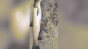 Phát hiện cá “đột biến” có đầu như chim bồ câu