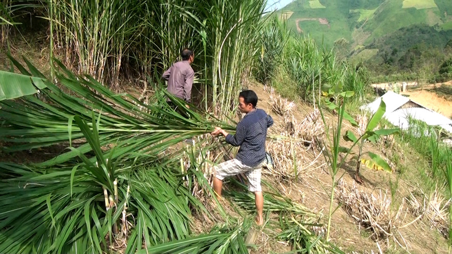 Nhiều diện tích hoang hóa được thay thế bằng cỏ voi, tạo nguồn thức ăn dồi dào cho đàn gia súc. Nhiều diện tích hoang hóa được thay thế bằng cỏ voi, tạo nguồn thức ăn dồi dào cho đàn gia súc.