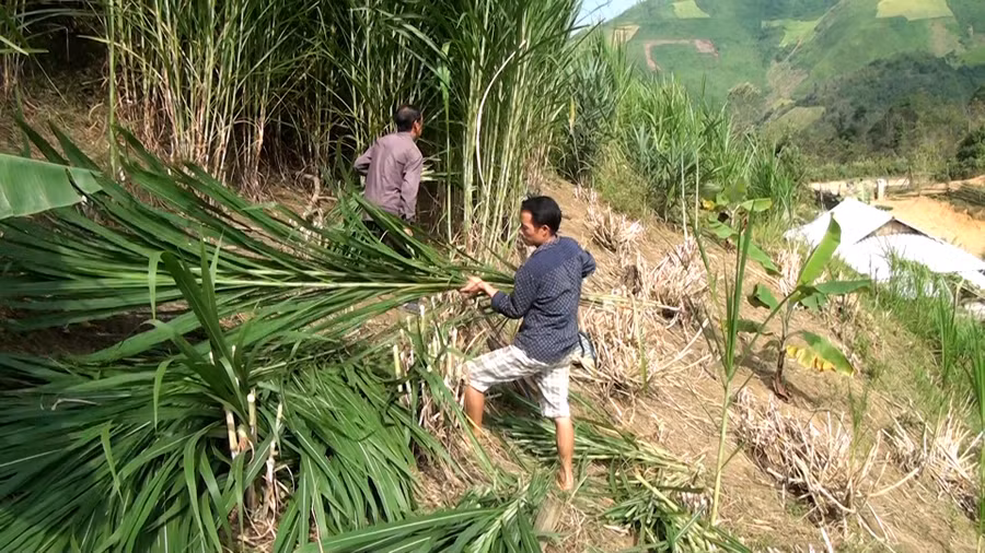 Nhiều diện tích hoang hóa được thay thế bằng cỏ voi, tạo nguồn thức ăn dồi dào cho đàn gia súc.