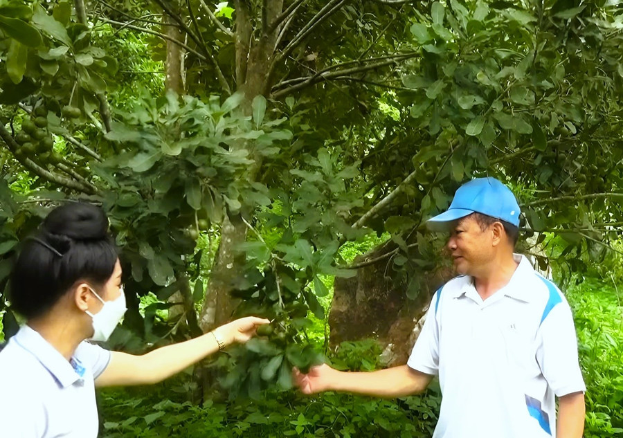 Gia đình ông Lò Văn Chanh thoát nghèo nhờ trồng cây mắc ca. Gia đình ông Lò Văn Chanh thoát nghèo nhờ trồng cây mắc ca.