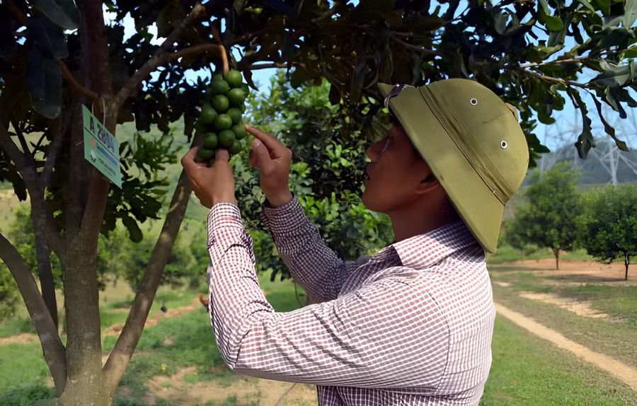 Phấn đấu đưa Mắc ca trở thành cây trồng mũi nhọn, giúp xóa đói giảm nghèo tại huyện Tuần Giáo.