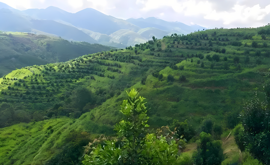 Những vạt đồi Mắc ca đang phát triển tốt... Những vạt đồi Mắc ca đang phát triển tốt...