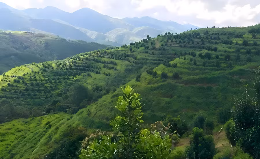 Những vạt đồi Mắc ca đang phát triển tốt...