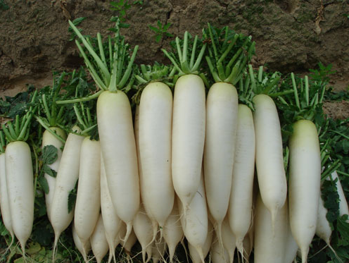 Củ cải màu đỏ cũng có tác dụng như cải trắng