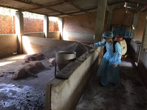 Cơ quan chức năng tiến hành phun thuốc khử trùng tại một ổ dịch ở Đắk Lắk.