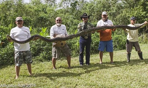 Trăn miến điện Florida Mỹ Trăn khủng Everglades.