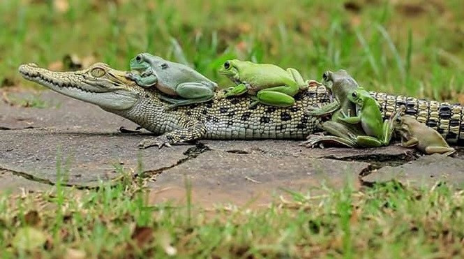 Sửng sốt cảnh ếch xếp hàng trèo lên lưng cá sấu - ảnh 4