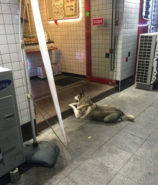 Ngộ nghĩnh chú husky bất động như tượng để xin ăn ảnh 4