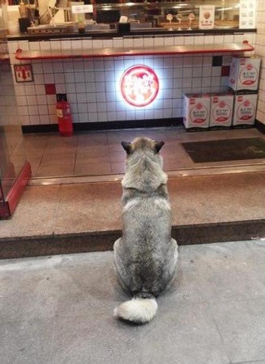 Ngộ nghĩnh chú husky bất động như tượng để xin ăn ảnh 2