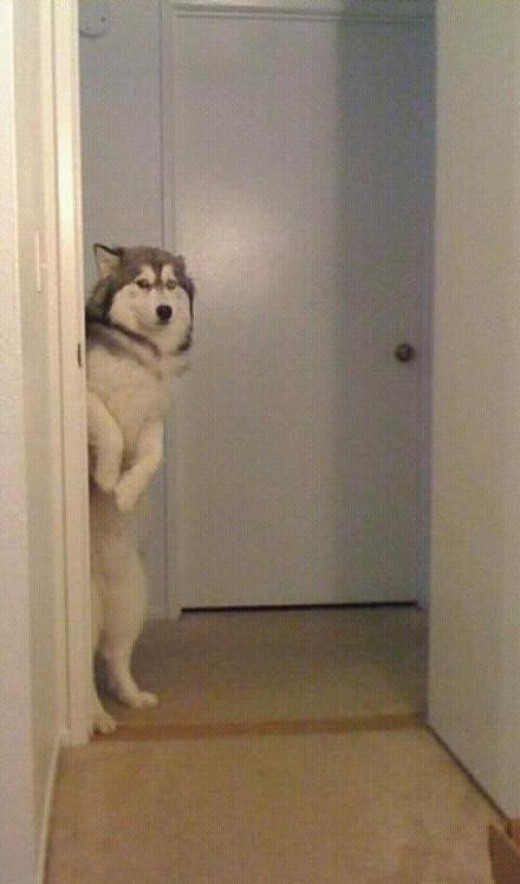 Ngộ nghĩnh chú husky bất động như tượng để xin ăn ảnh 5