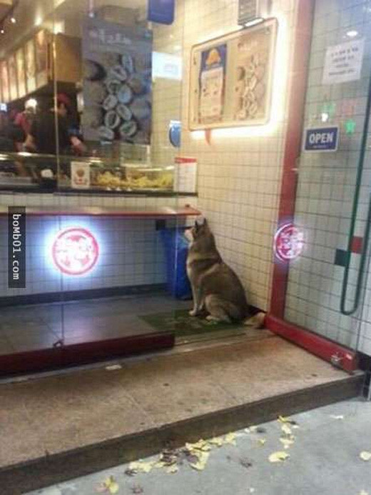 Ngộ nghĩnh chú husky bất động như tượng để xin ăn ảnh 3