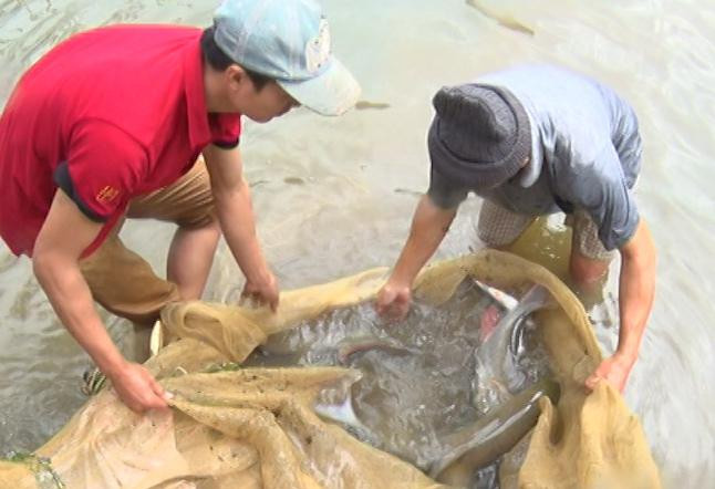 Hiện toàn bản Pượn có 22 hộ nuôi cá dầm xanh Hiện toàn bản Pượn có 22 hộ nuôi cá dầm xanh