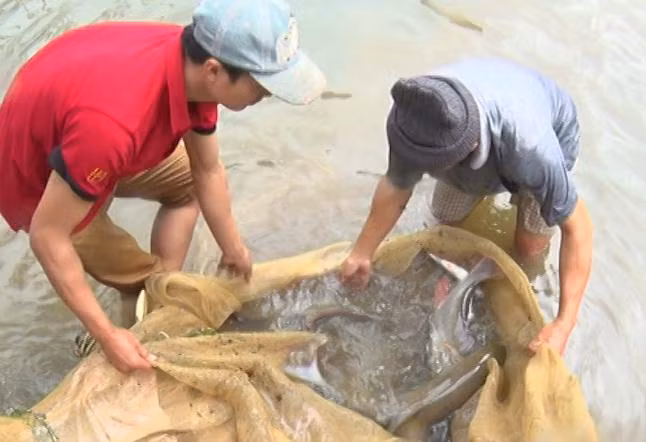 Hiện toàn bản Pượn có 22 hộ nuôi cá dầm xanh