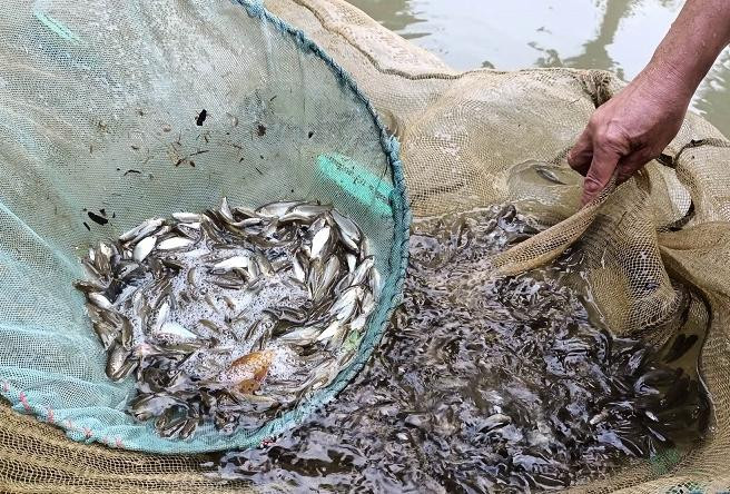 Không chỉ nuôi cá thịt, người dân bản Pượn còn nuôi cá giống xuất bán đi khắp nơi