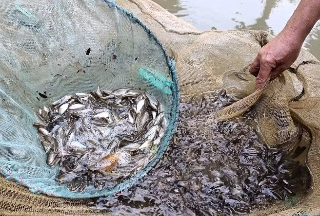Không chỉ nuôi cá thịt, người dân bản Pượn còn nuôi cá giống xuất bán đi khắp nơi