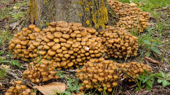 Nó còn có tên nấm mật ong.