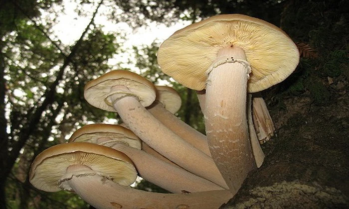 Loài nấm Armillaria