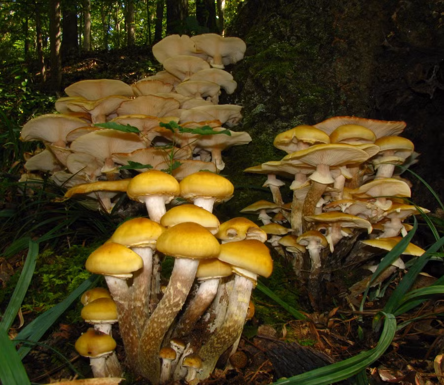 Nấm có thể phát sáng.