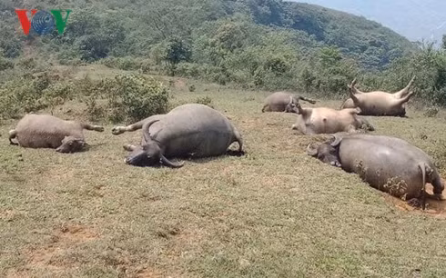 xot xa ca dan trau o lao cai bi set danh chet la liet trong con giong hinh 1