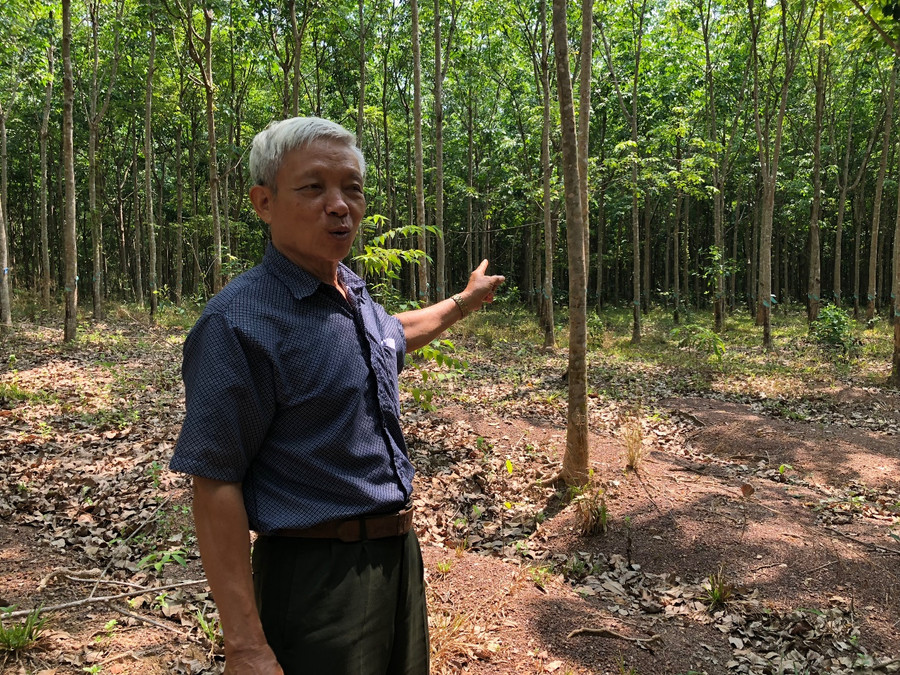 Cánh rừng cao su nơi diễn ra tranh chấp. Ảnh: C.T Cánh rừng cao su nơi diễn ra tranh chấp. Ảnh: C.T