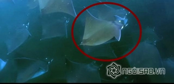 Kỳ lạ đàn cá đuối bay trên mặt biển như chim 6 Kỳ lạ đàn cá đuối bay trên mặt biển như chim 6