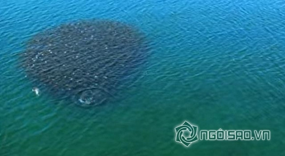 Kỳ lạ đàn cá đuối bay trên mặt biển như chim 7 Kỳ lạ đàn cá đuối bay trên mặt biển như chim 7