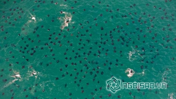 Kỳ lạ đàn cá đuối bay trên mặt biển như chim 0 Kỳ lạ đàn cá đuối bay trên mặt biển như chim 0