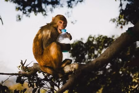 “Sự nổi dậy của bầy khỉ” khiến người đàn ông xấu số qua đời ảnh 1