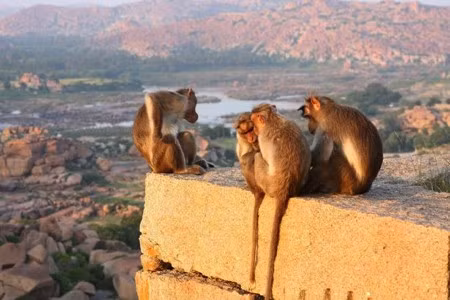 Những chú khỉ dần trở thành mối đe doạ nguy hiểm cho người dân Ấn Độ