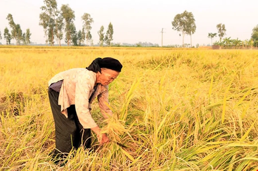 Mẹ ta đi giữa tháng Mười...