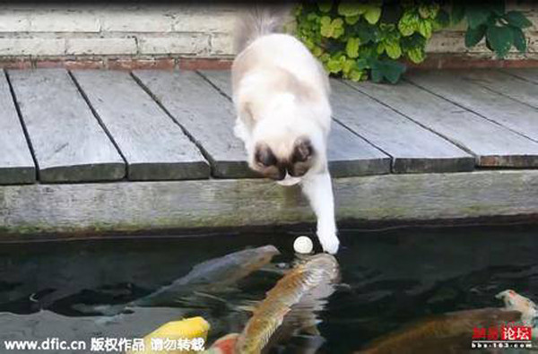 Ngạc nhiên trước chuyện tình giữa mèo và cá ảnh 3 Ngạc nhiên trước chuyện tình giữa mèo và cá ảnh 3