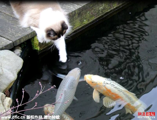 Ngạc nhiên trước chuyện tình giữa mèo và cá ảnh 4 Ngạc nhiên trước chuyện tình giữa mèo và cá ảnh 4