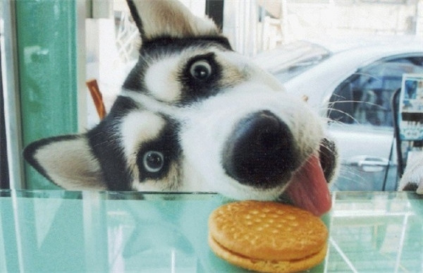 15 bức ảnh chứng minh chó Husky là “thánh biểu cảm” của năm