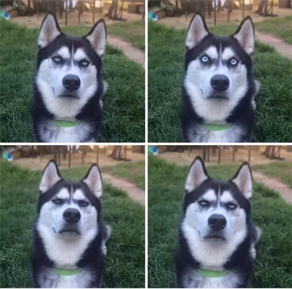 15 bức ảnh chứng minh chó Husky là “thánh biểu cảm” của năm ảnh 9