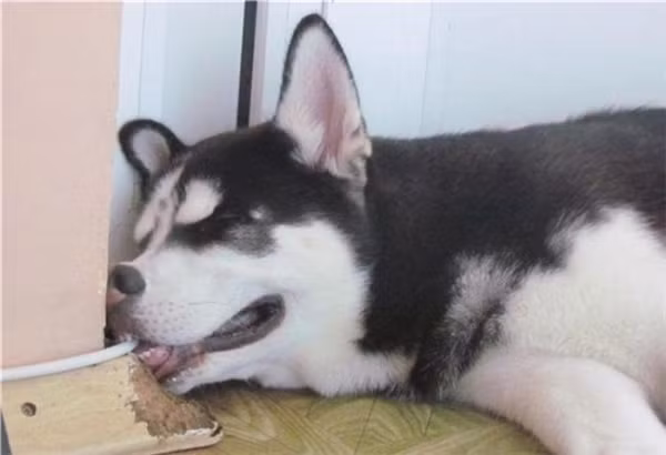 15 bức ảnh chứng minh chó Husky là “thánh biểu cảm” của năm ảnh 7