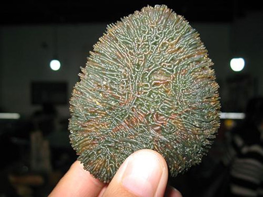 Sự thật về cục đá có hàng triệu con giun lúc nhúc giúp chủ đổi đời