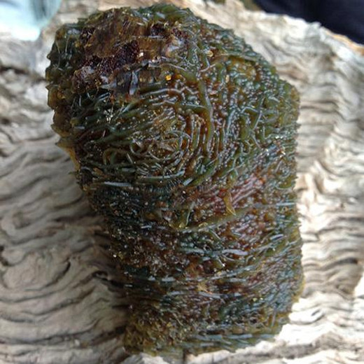 Chúng được tìm thấy nhiều ở rìa sa mạc Taklimakan, thuộc khu tự trị của dân tộc Duy Ngô Nhĩ Tân Cương.