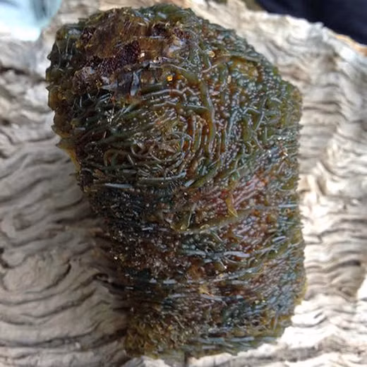 Chúng được tìm thấy nhiều ở&nbsp;rìa&nbsp;sa&nbsp;mạc Taklimakan, thuộc khu tự trị của&nbsp;dân tộc Duy Ngô Nhĩ Tân Cương.