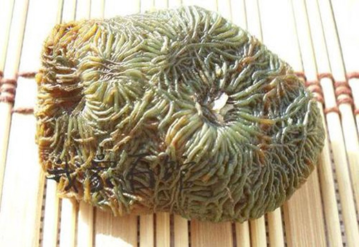 Nhiều người không khỏi lầm tưởng đây là một ổ sinh vật thân mềm kì dị.