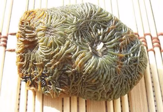 Nhiều người không khỏi&nbsp;lầm tưởng đây là&nbsp;một ổ&nbsp;sinh vật thân mềm kì dị.