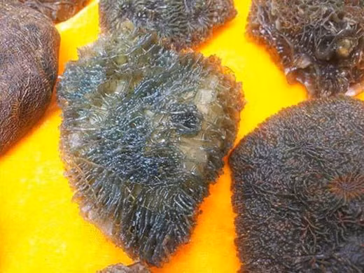 Chúng được xem&nbsp;là 