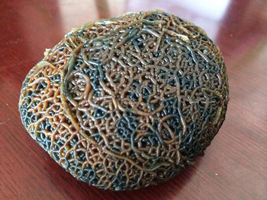 Sự thật về cục đá có hàng triệu con giun lúc nhúc giúp chủ đổi đời