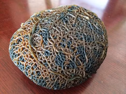 Sự thật về cục đá có hàng triệu con giun lúc nhúc giúp chủ đổi đời