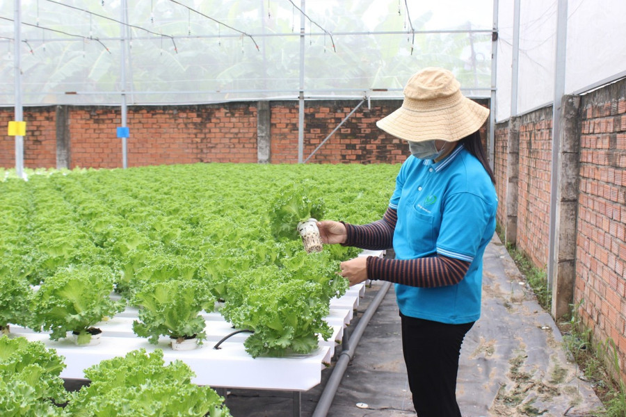 Mô hình trồng rau thủy canh mang lại thu nhập ổn định cho nông dân khu vực ngoại thành TPHCM. Ảnh:N.Vy