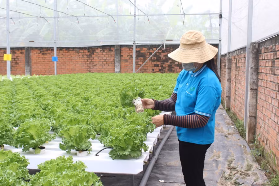 Mô hình trồng rau thủy canh mang lại thu nhập ổn định cho nông dân khu vực ngoại thành TPHCM. Ảnh:N.Vy Mô hình trồng rau thủy canh mang lại thu nhập ổn định cho nông dân khu vực ngoại thành TPHCM. Ảnh:N.Vy