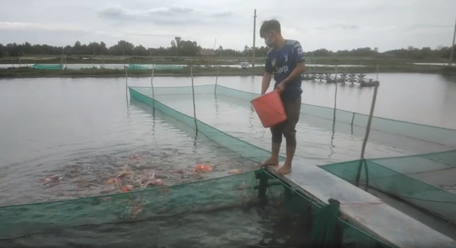 Mô hình nuôi cá kiểng của gia đình ông Nguyễn Tấn Phong (xã Bình Lợi, huyện Bình Chánh).